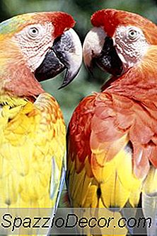 Vitaminen Voor Veren Van Vogels