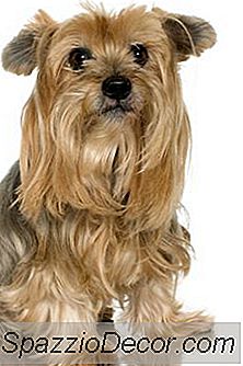 Mencuci A Yorkie Miniatur