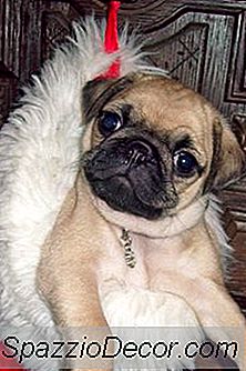 Spălarea Feței Lui Pug