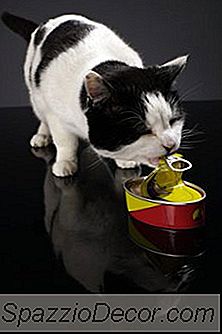 Dietas De Perda De Peso Para Gatos
