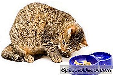 Wet Food Vs. Alimento Seco Para Gatos