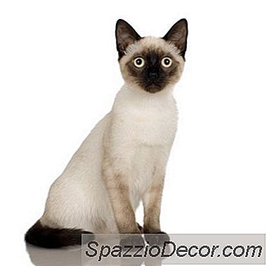 Que Idade Os Gatos Siameses Devem Viver?