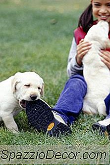A Che Età I Cuccioli Si Calmano?
