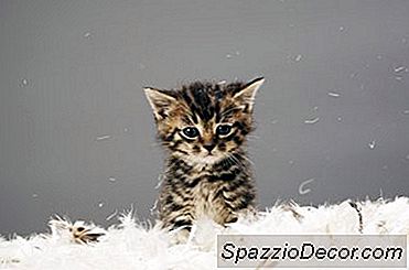 Quali Sono I Vantaggi Di Avere Un Gattino?