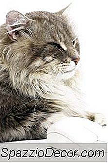 Quais São Os Benefícios Da Ração Rica Em Proteínas?