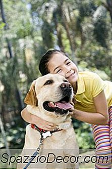 Quais São As Melhores Raças De Cães Para Crianças?