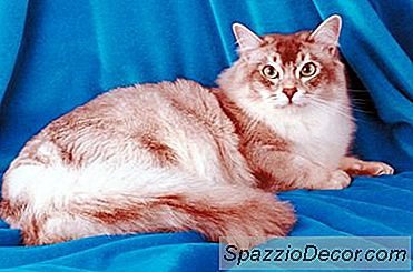 ¿Cuáles Son Los Requisitos De Calorías Para Los Gatos?