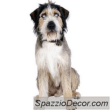 Quais São As Causas Da Perda De Cabelo Do Cão, Coçar E Oleosa?