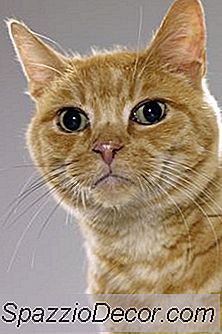 Apakah Punca Kehilangan Bulu Di Kucing?