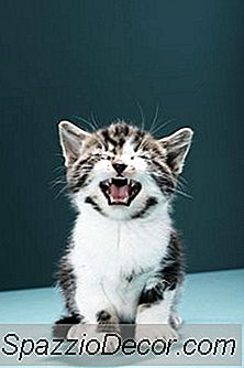 Quelles Sont Les Causes Des Matières Fécales Impaires Colorées Chez Les Chatons?