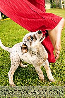 Wat Zijn De Oorzaken Van Puppybijten?