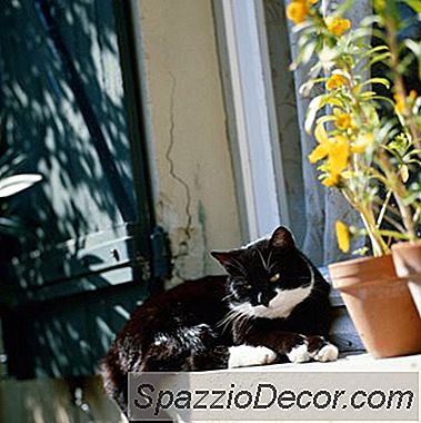 Quali Sono I Pericoli Di Avere Due Gatti E Solo Uno È Un Gatto Esterno?