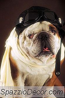 Quais São Os Diferentes Tipos De Traços Hereditários Prejudiciais Para Um Buldogue Americano?