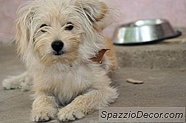 Waar Zijn Lhasa Apso'S Voor Bestemd?