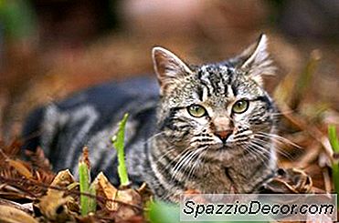 Ev Kedilerinin Yırtıcıları Nedir?