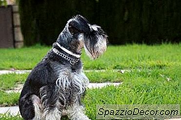 Hvad Er Schnauzers Tilbøjelige Til?