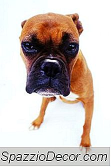 Quali Sono I Segni Di Un Cane Agitato?