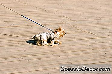 Wat Zijn De Behandelingen Voor Tracheale Instorting Bij Honden?