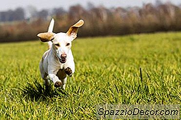 O Que Atrai Pulgas E Carrapatos Para Animais?