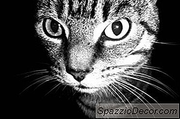 Ne Rahatsız Ediyor Kediler?