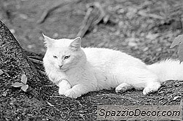 ¿Qué Puedo Usar Para Evitar Que Los Gatos Orinen En Un Cobertizo Al Aire Libre?