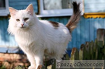 Was Verursacht, Dass Eine Katze Übermäßige Magenhaut Hat?