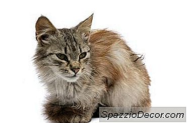 O Que Causa Cabelo De Gato Emaranhado?