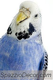 Ce Cauzează Pasărea Mea De Papagal Pentru A Merge La Partea Inferioară A Cuștii Și A Mesteca Hârtia?