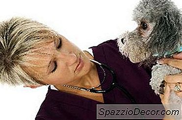 O Que Causa Parvo Em Cães?