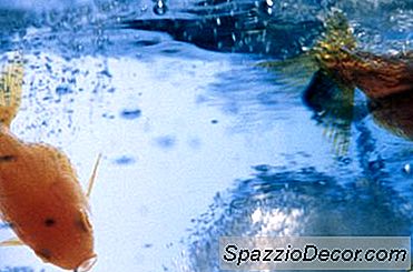 ¿Qué Causa La Escoria En Un Acuario?