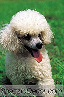 Apa Punca Mata Mata Poodle Untuk Mengeluh & Merapikan Bulu?