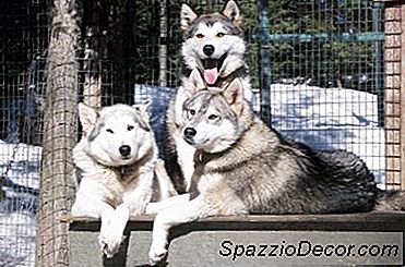 Hvad Forårsager Tynde Frakker På Husky Hunde?