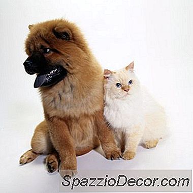 O Que Faz Com Que Seu Gato Aja Estranho?