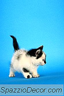 O Que Poderia Causar Um Gatinho A Perder Seu Equilíbrio?