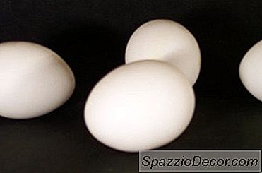 À Quoi Ressemblent Les Œufs De Puces De Chien?