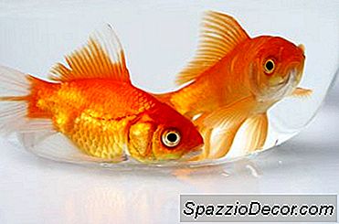 Cá Vàng Ăn Gì Ngoài Cá Vàng?