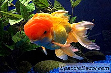 彼らは薄暗い点灯または流水に保持されている場合金魚は何を失いますか？