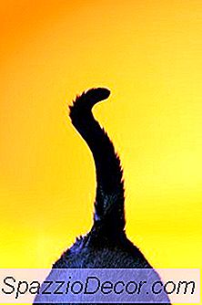 Ce Se Referă La Mișcările De Coadă Pe Pisici?