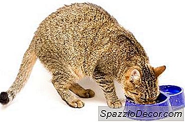 Yaşlı Bir Kedi Seçici Bir Yiyen Olduğunda Ne Yaparsınız?