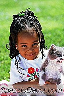 Apa Arti Kucing Menggigit & Menjilati Maksud Anda?