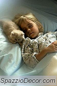 O Que O Comportamento De Um Gato De Dormir Ao Seu Lado Revela?