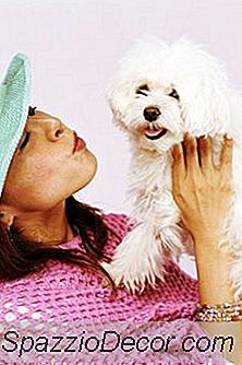 O Que Significa Hipoalergênico Em Relação Aos Cães?