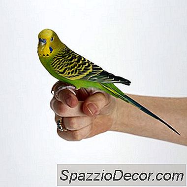 Qu'Est-Ce Que Cela Signifie Si Un Évent Budgie Est Sale?