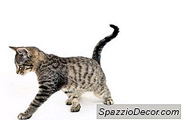 Apa Makna Apabila Kucing Menjejali Belakangnya?