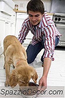 O Que Significa Quando Um Filhote Empurra Sua Tigela Para Longe?