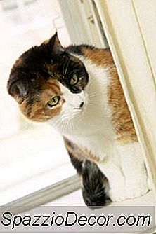 Vad Gör Din Katt Medan Du Är På Jobbet?