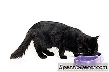 Quais Alimentos São Prejudiciais Aos Gatos?