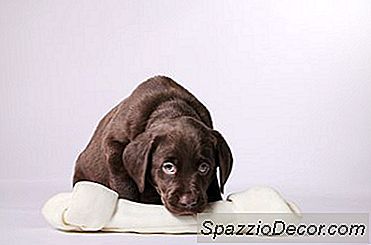 Quais Alimentos São Prejudiciais Para Cães?