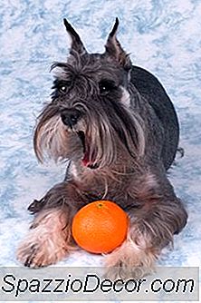 ¿Qué Frutas Puede Comer Mi Perro?