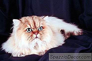 Apa Yang Terjadi Pada Bola Bulu Jika Kucing Tidak Membatuk?